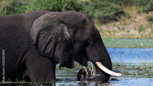 Photography Elephant drinking water during safari in Botswana on a sunny day