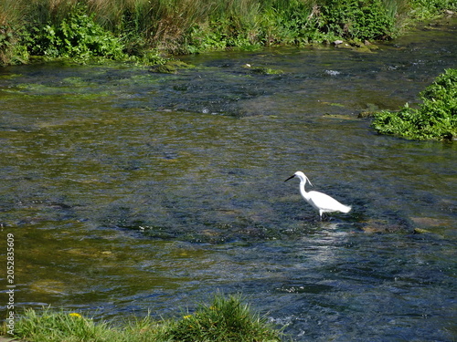 Canvas Print Little Egret (Egretta garzetta) on a river