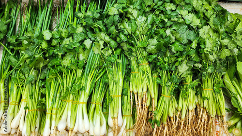 Fresh bunches of green scallions and cilantro with roots tied with rubber bands on display at a local market stall.