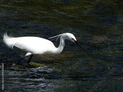 Fotografie Little Egret (Egretta garzetta) on a river