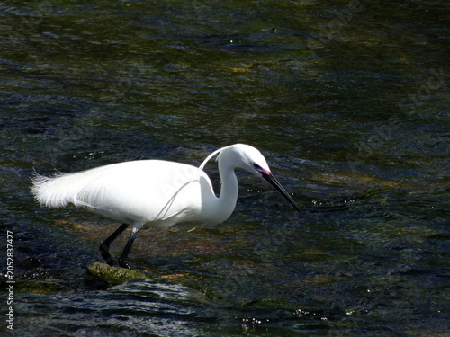 Photography Little Egret (Egretta garzetta) on a river
