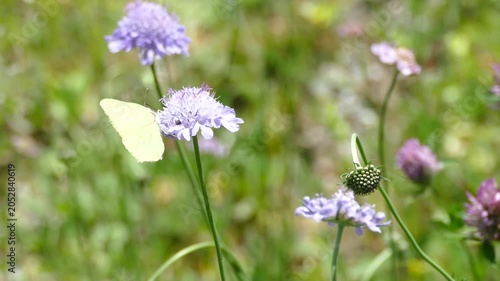 Common brimstone butterfly (Gonepteryx rhamni) moving around on a small scabious in Zurich, Switzerland