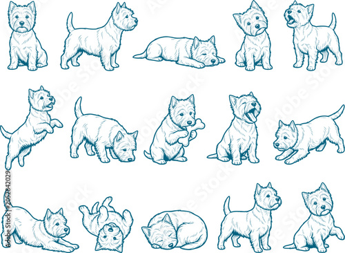 Pack of west highland white terrier sketches featuring small dogs in various active poses