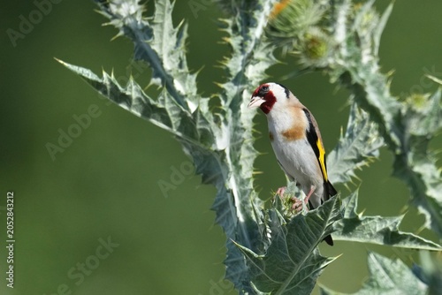 Chardonneret élégant avant envol