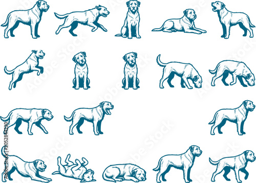 Variety pack of wire haired terrier dog sketches in multiple poses for illustrations