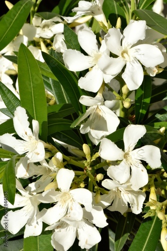 Fleurs de laurier blanc