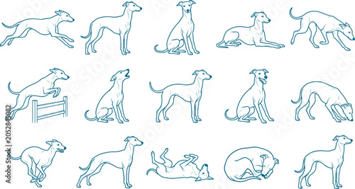 Italian greyhound dog line art collection featuring slender canine poses and active movements set bundle