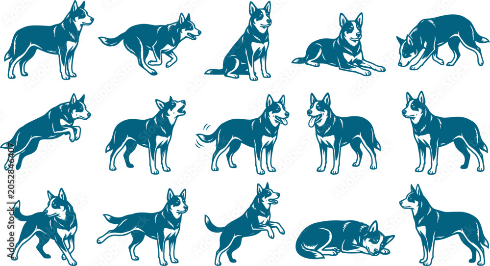 Obraz premium Australian cattle dog breed silhouette set showing various poses like running jumping and alert standing