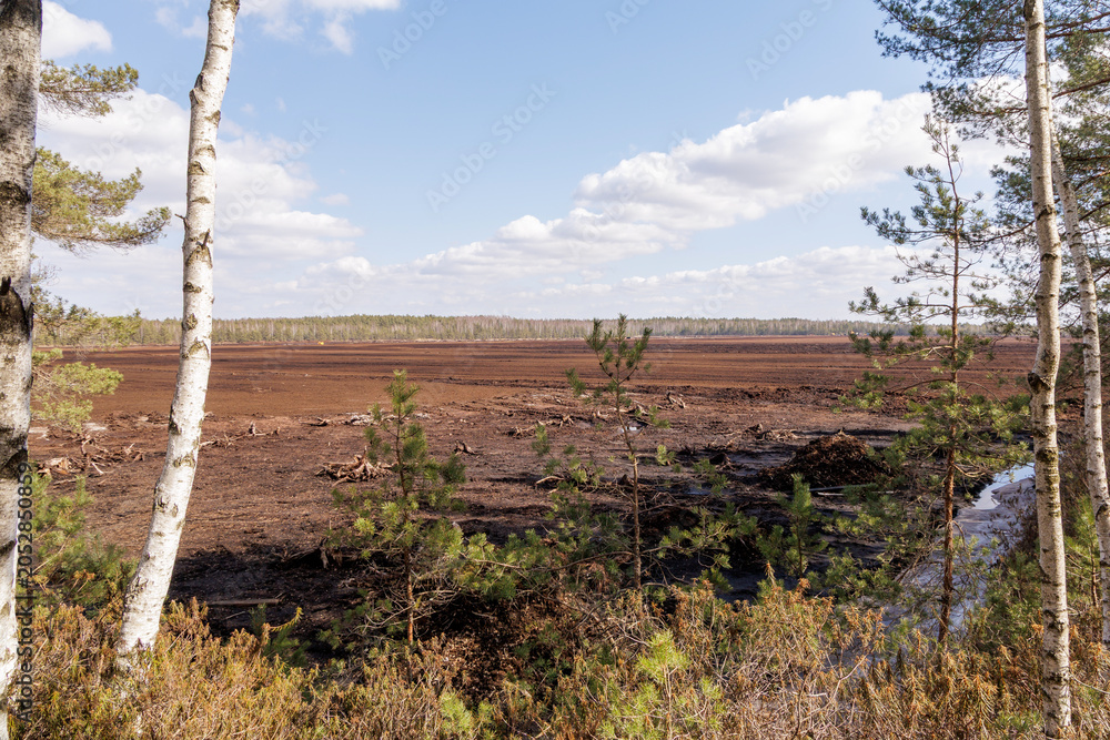 Fototapeta premium Open Peat Field Framed by Birch Stand