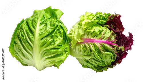 Lettuce heads with vibrant green and purple leaves sit side by side against a clean white background.