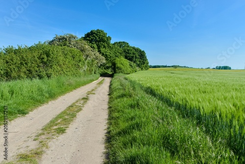 Feldweg in Neuburg bei Wismar in Nordwestmecklenburg