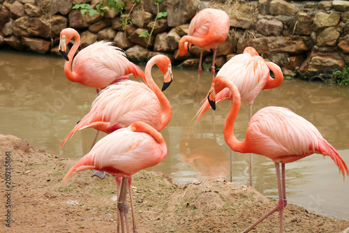Flamboyance of vibrant Caribbean flamingos resting, preening feathers and sleeping together in a shallow pond