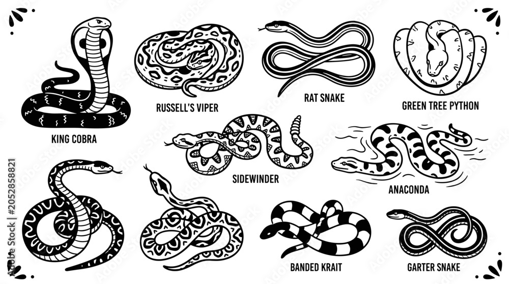 Fototapeta premium A collection of assorted snakes—including vipers, cobras, and others—drawn in black and white, presented as a vector illustration