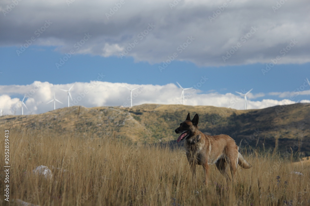 Fototapeta premium Belgian Malinois Standing in Mountain Grassland with Wind Turbines Under Dramatic Storm Clouds