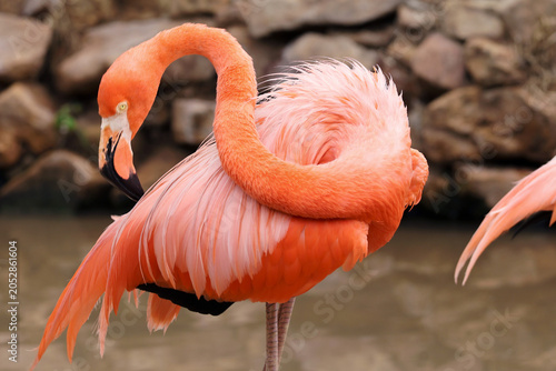 Close up of a colorful Caribbean flamingo curving its long neck to preen its lower back feathers