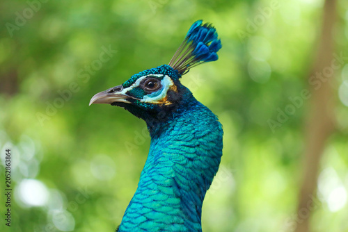 Side view portrait of a male green peacock showing detailed iridescent blue and green neck feathers