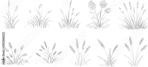 Collection of ten grey line of different types of grasses and wheat stalks with detailed textures