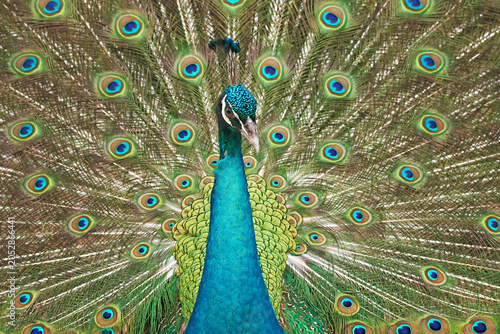 Full frame macro display of a male peacock fanning its vibrant tail feathers with stunning eyespot patterns