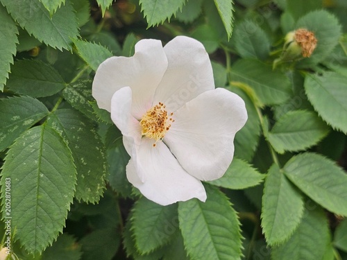 Konstfotografi rosehip flowers