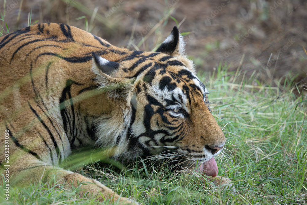 Fototapeta premium Tiger, tigeress, Riddhi's male cub, semi adult, in beautiful light, Ranthambore, sawai madhopur, Rajasthan, India