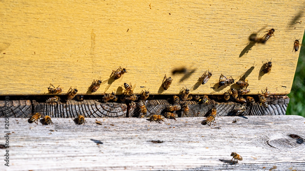 Obraz premium sunny summer landscape with a beehive and many flying bees near it, honey collection season,