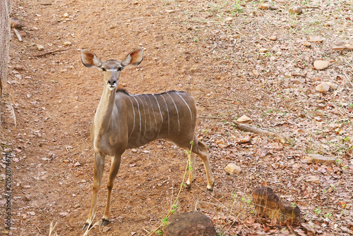 Full body shot of an alert female Lesser Kudu standing on the ground and looking forward in a safari enclosure