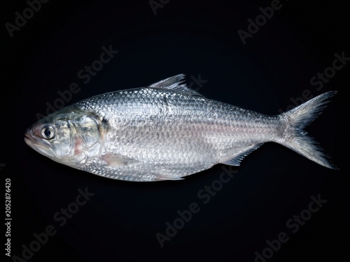 Premium Hilsa Fish Isolated on Dark Surface