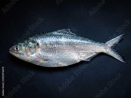 Shiny Hilsa Fish Isolated on Dark Background