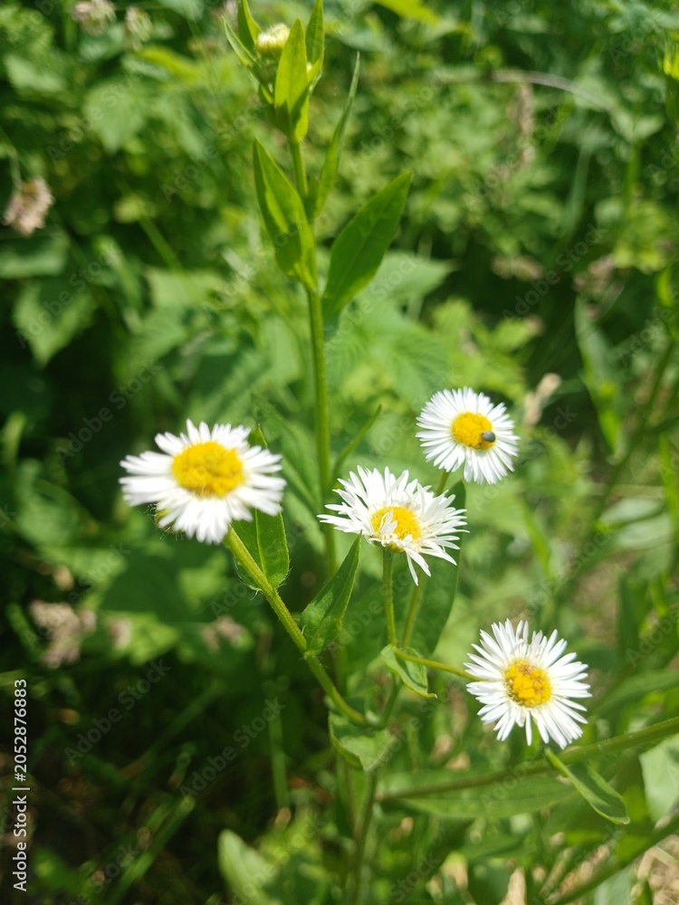 Fototapeta premium While flowers on sunny