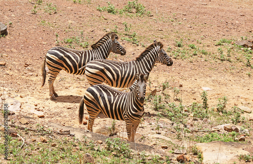Group of zebras standing in a row, two looking in the same direction and one looking around with alert behavior