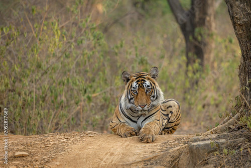 Photos Tigress  Riddhi semi adult cub head on shot, Ranthambore, Sawai Madhopur, Rajast