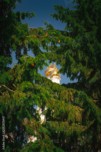 Obraz na plátně golden domes of orthodox church among green spruce branches on sunny day