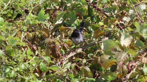 Sardinian warbler bird eating berries from a thorny branch