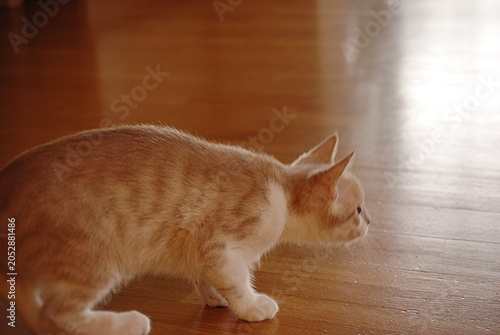 Foto Eine junge Katze beim Spielen.