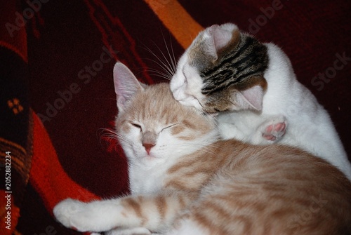 Zwei junge Katzen bei gegenseitiger Fellpflege.
