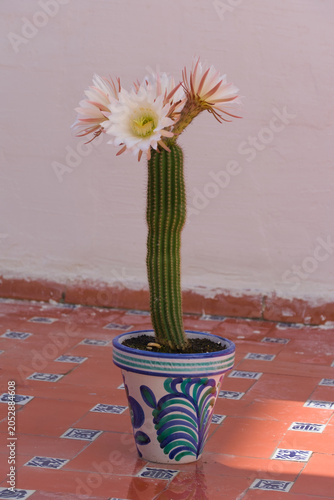 Cáctus Echinopsis spachiana con flores en un macetero de cerámica andaluza