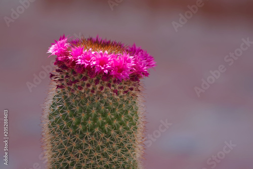 Cáctus Mammillaria con flores rosas