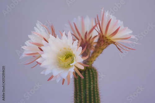 Flores de cáctus Echinopsis spachiana con gotas de agua