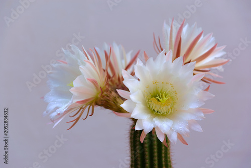 Flores de cáctus Echinopsis spachiana