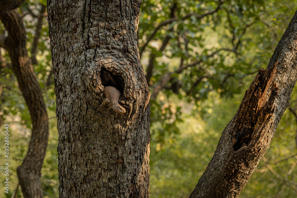 Obraz premium Monitor lizard on a tree in Ranthambore in beautiful early morning light, Sawai Madhopur, Rajasthan, India