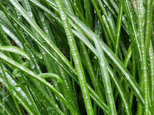 Dew drops on green grass. Morning dew on grass