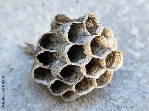 Wasp nest. Wasp nest with honeycomb. Abandoned honeycomb