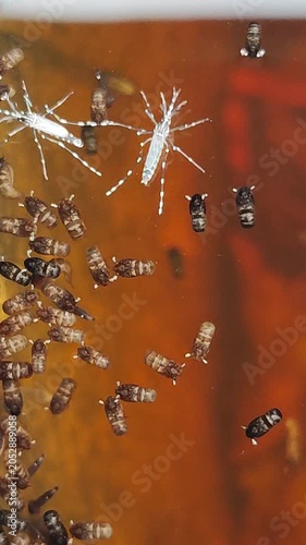  Dípteros. Larvas de mosquitos. Maromeros. Gusarapos. 
