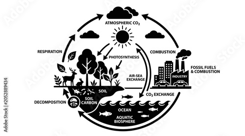 Bild auf Leinwand Carbon Cycle Diagram: Photosynthesis, Respiration, Combustion, Decomposition