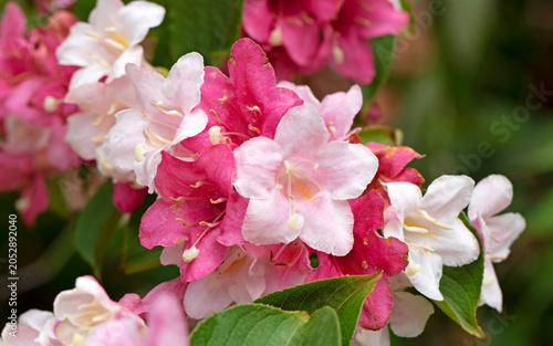Фотография Weigela hortensis, an ornamental deciduous shrub with abundant pink and white bell-shaped flowers