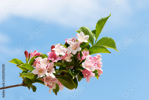 Tableau sur toile Weigela hortensis, an ornamental deciduous shrub with abundant pink and white bell-shaped flowers