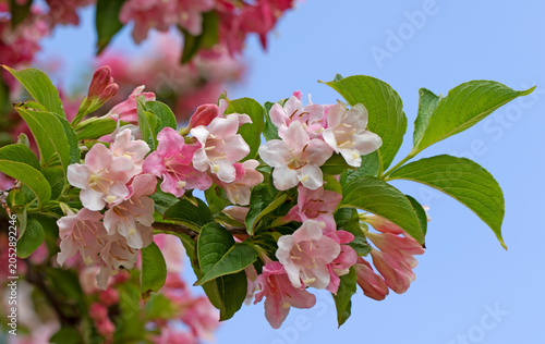 Картината върху платно Weigela hortensis, an ornamental deciduous shrub with abundant pink and white bell-shaped flowers