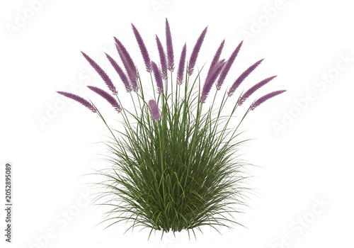 Purple fountain grass with feathery plumes, isolated on transparent background, isolated on a, transparent background