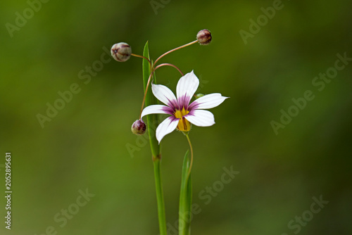 Fotografia red flower iSisyrinchium micranthum is a grass-like wildflower in the iris family, producing delicate blue to violet star-shaped flowers in meadows, grasslands, and disturbed habitats