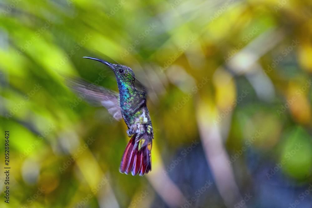 Obraz premium Hummingbird on island of Bonaire